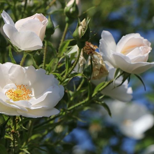 Rosa Hella® - alb - Trandafir copac cu trunchi înalt - cu flori în buchet - coroană curgătoare